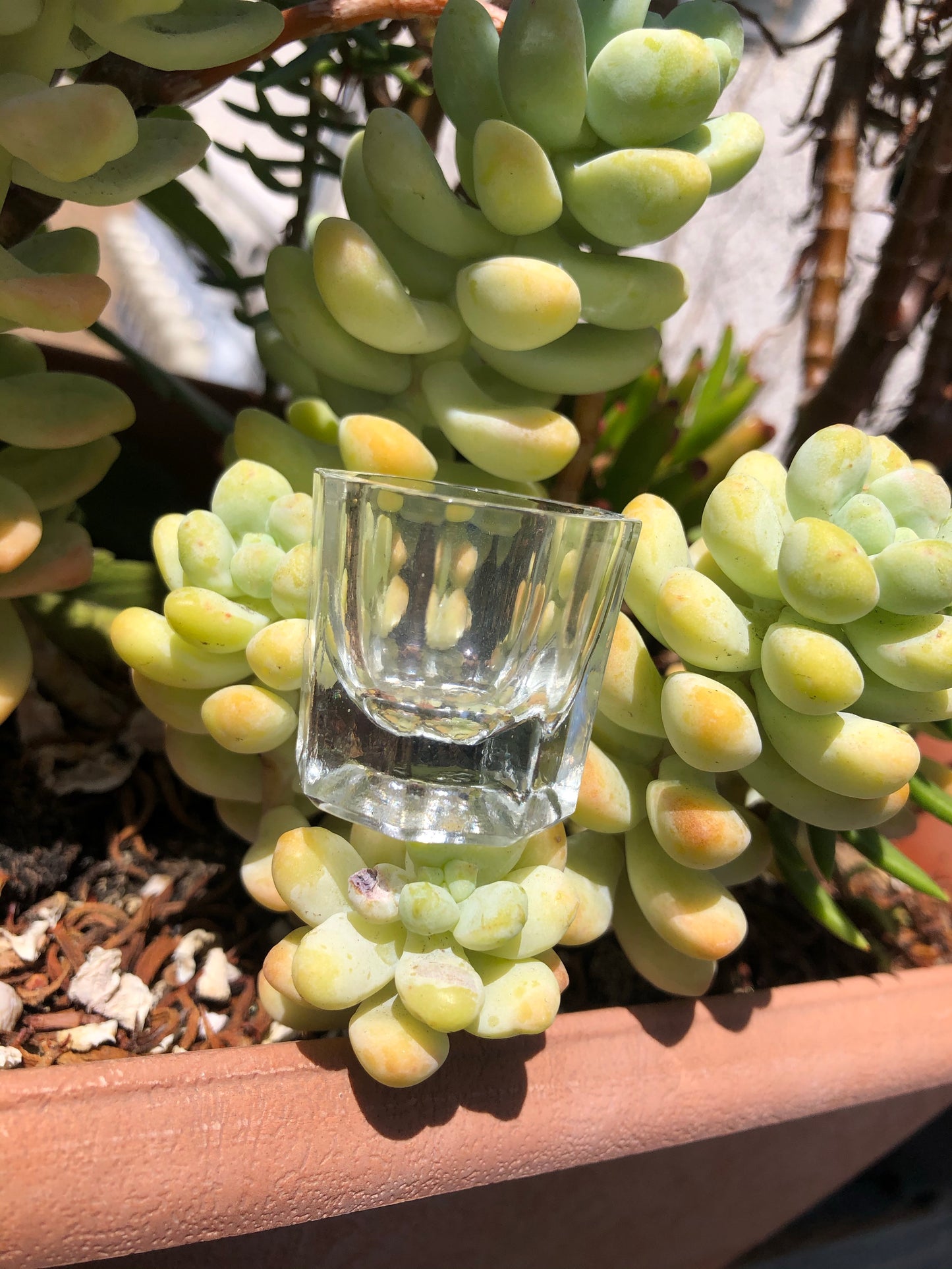 glass damping dish