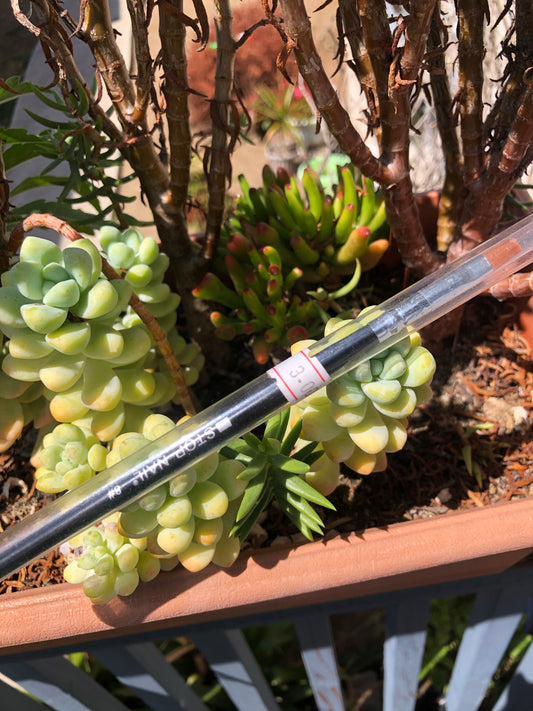 hard gel brush for nail art
